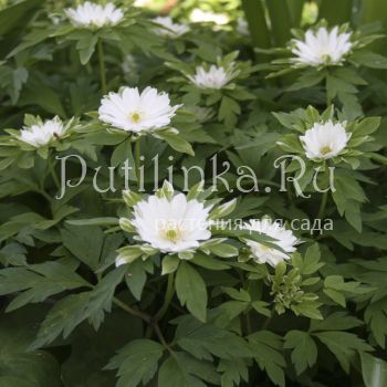 Анемона  дубравная Bracteata Plena (Anemone nemorosa Bracteata Plena)