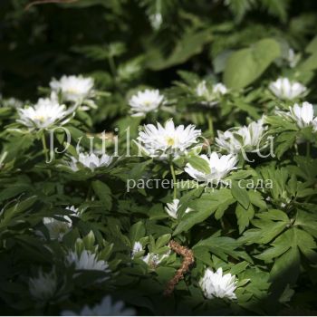 Анемона  дубравная Bracteata Plena (Anemone nemorosa Bracteata Plena)