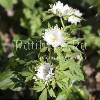 Анемона  дубравная Bracteata Plena (Anemone nemorosa Bracteata Plena)