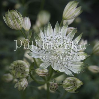 Астранция большая  White Giant (Astrantia major White Giant)