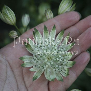 Астранция большая  White Giant (Astrantia major White Giant)