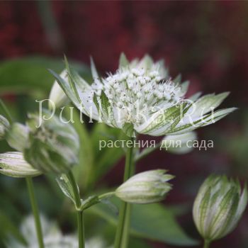 Астранция большая  White Giant (Astrantia major White Giant)