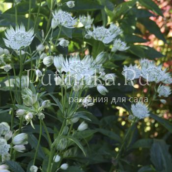 Астранция большая  White Giant (Astrantia major White Giant)