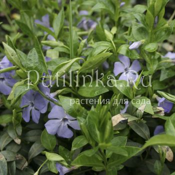 Барвинок малый (Vinca minor )