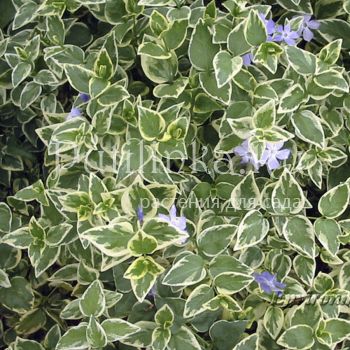 Барвинок малый Variegata ( V. minor Variegata)