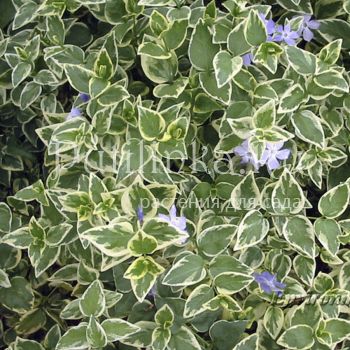 Барвинок малый Variegata ( Vinca minor Variegata)