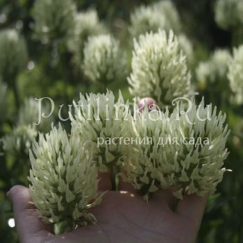 Клевер бледно-желтый (Trifolium ochroleucum)