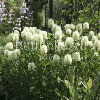 Клевер бледно-желтый (Trifolium ochroleucum)