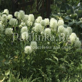 Клевер бледно-желтый (Trifolium ochroleucum)