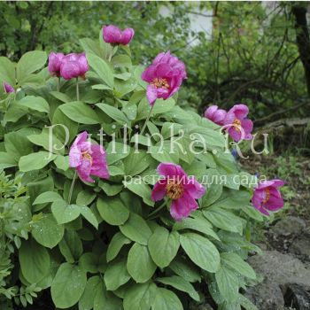 Пион кавказский (Paeonia caucasica)