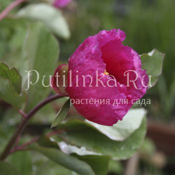 Пион кавказский (Paeonia caucasica)