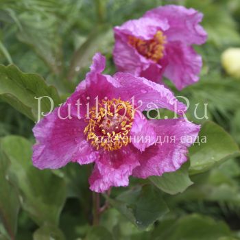 Пион кавказский (Paeonia caucasica)