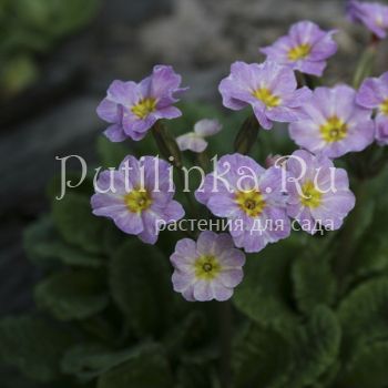 Примула бесстебельная Avondale (Primula vulgaris Avondale)