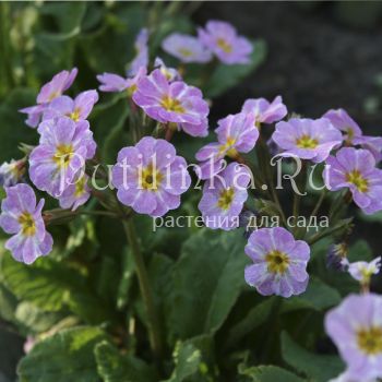 Примула бесстебельная Avondale (Primula vulgaris Avondale)