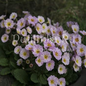 Примула бесстебельная Avondale (Primula vulgaris Avondale)