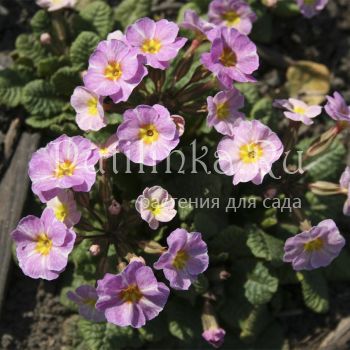 Примула бесстебельная Avondale (Primula vulgaris Avondale)