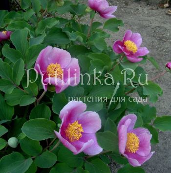 Пион крымский (Paeonia daurica)