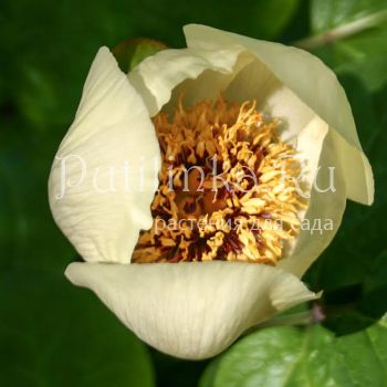 Пион Стевена (Paeonia steveniana)