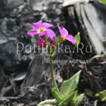 Примула розовая (Primula rosea)