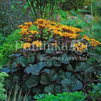 Бузульник зубчатый Britt Marie Crawford (Ligularia dentata Britt Marie Crawford)*