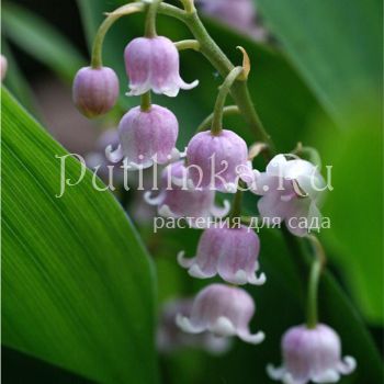 Ландыш майский Rosea (Convallaria majalis Rosea)*