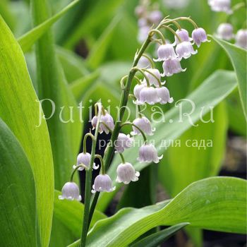 Ландыш майский Rosea (Convallaria majalis Rosea)*