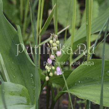 Ландыш майский Rosea (Convallaria majalis Rosea)*