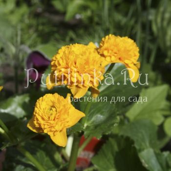 Калужница болотная махровая (Caltha palustris f. Pleno)*