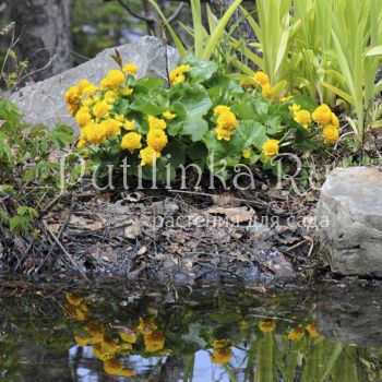 Калужница болотная махровая (Caltha palustris f. Pleno)*