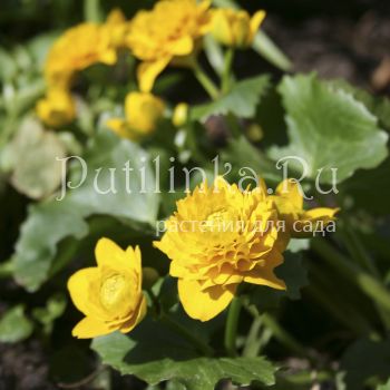 Калужница болотная махровая (Caltha palustris f. Pleno)*