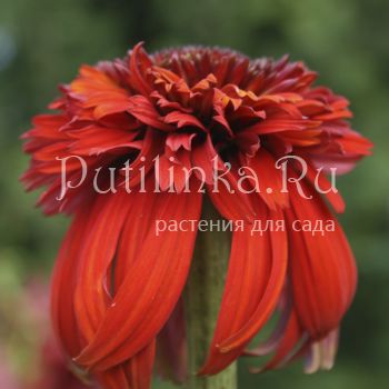 Эхинацея Hot Papaya (Echinacea Hot Papaya)*