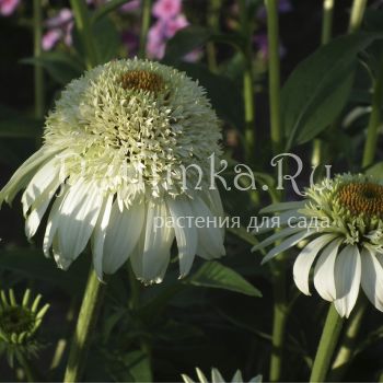 Эхинацея Milkshake (Echinacea Milkshake)*