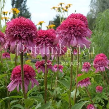 Эхинацея Razzmatazz (Echinacea Razzmatazz)*