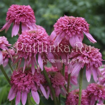 Эхинацея Razzmatazz (Echinacea Razzmatazz)*