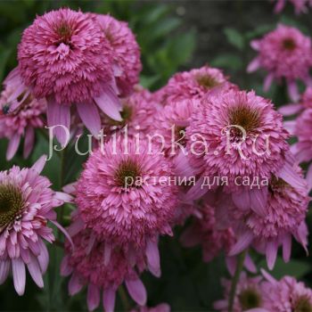 Эхинацея Razzmatazz (Echinacea Razzmatazz)*