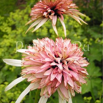 Эхинацея Strawberry Shortcake (Echinacea Strawberry Shortcake)*