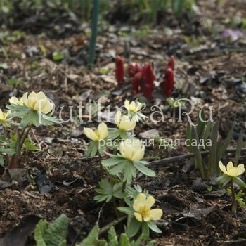 Эрантис зимний или Весенник (Eranthis hyemalis)