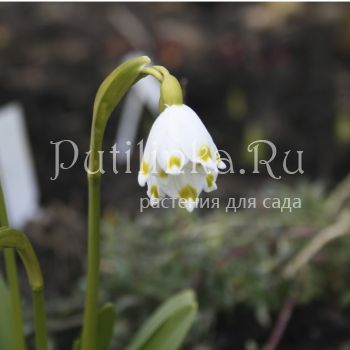 Белоцветник весенний (Leucojum vernum)