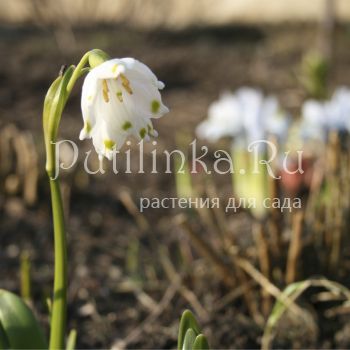 Белоцветник весенний (Leucojum vernum)