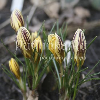 Крокус Gipsy Girl (Crocus Gipsy Girl)