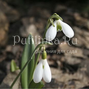 Подснежник (Galanthus)