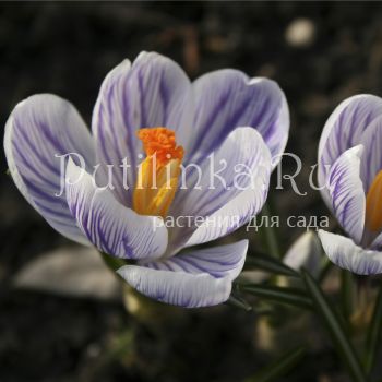 Крокус Pickwick (Crocus Pickwick)