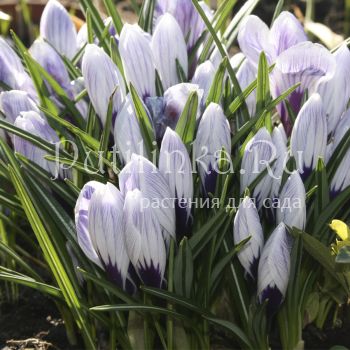 Крокус Pickwick (Crocus Pickwick)