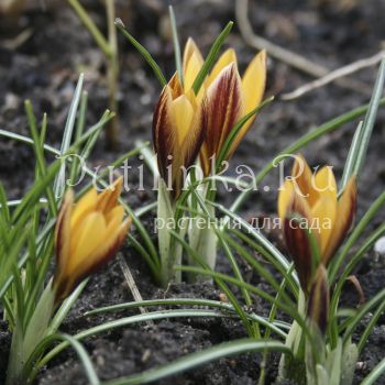 Крокус Orange Monarch (Crocus Orange Monarch)