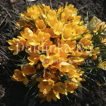 Крокус желтый (Crocus Yellow)