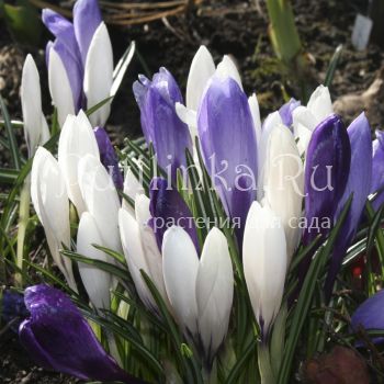 Крокус бело и голубой (Crocus)