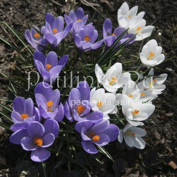 Крокус бело и голубой (Crocus)