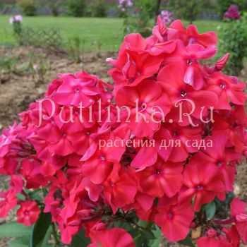 Флокс метельчатый Амазонка (Егорова В)*