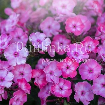 Флокс метельчатый Большая премьера (Егорова В.И.)*