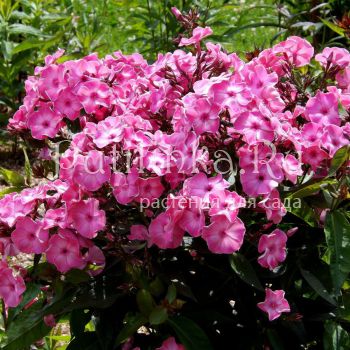 Флокс метельчатый Большая премьера (Егорова В.И.)*